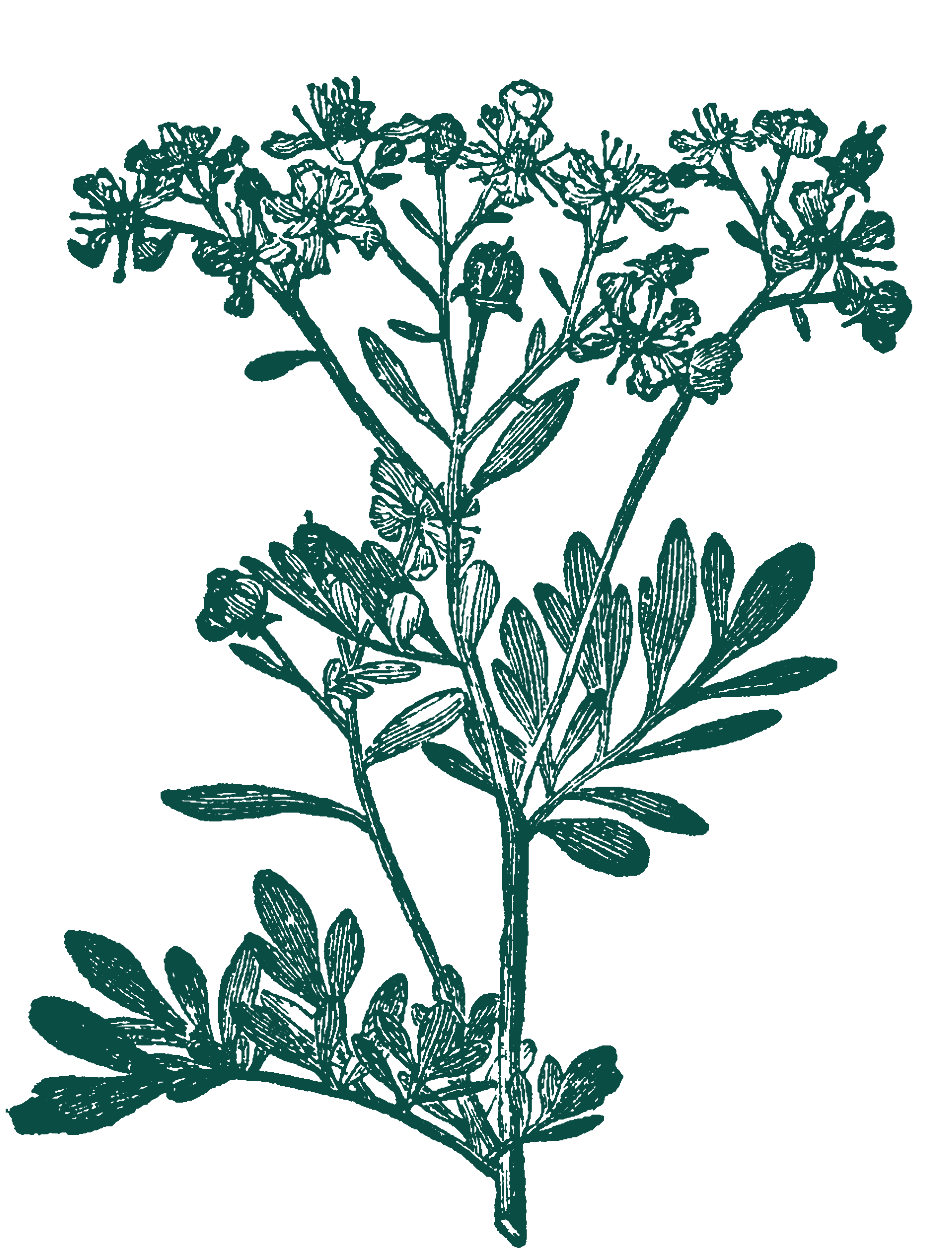 A teal botanical line-art of branching flowers on a black background, like an engraved wildflower sprig.